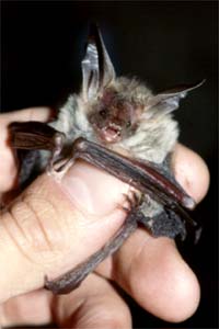 Bechsteinfledermaus
